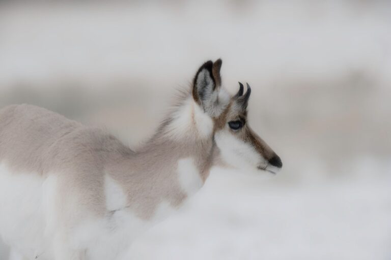 Wildlife photograph by Jake Mosher, finalist in the Shoot The Frame Wildlife photography award, April 2019