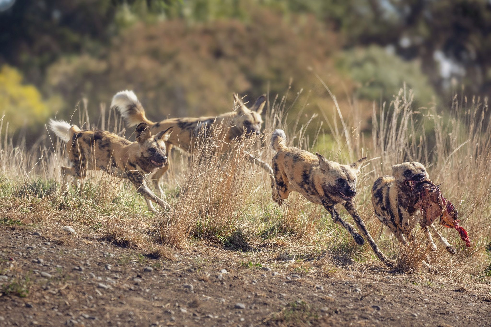 Wildlife photograph by Kim Free, finalist in the Shoot The Frame Wildlife photography award, April 2019