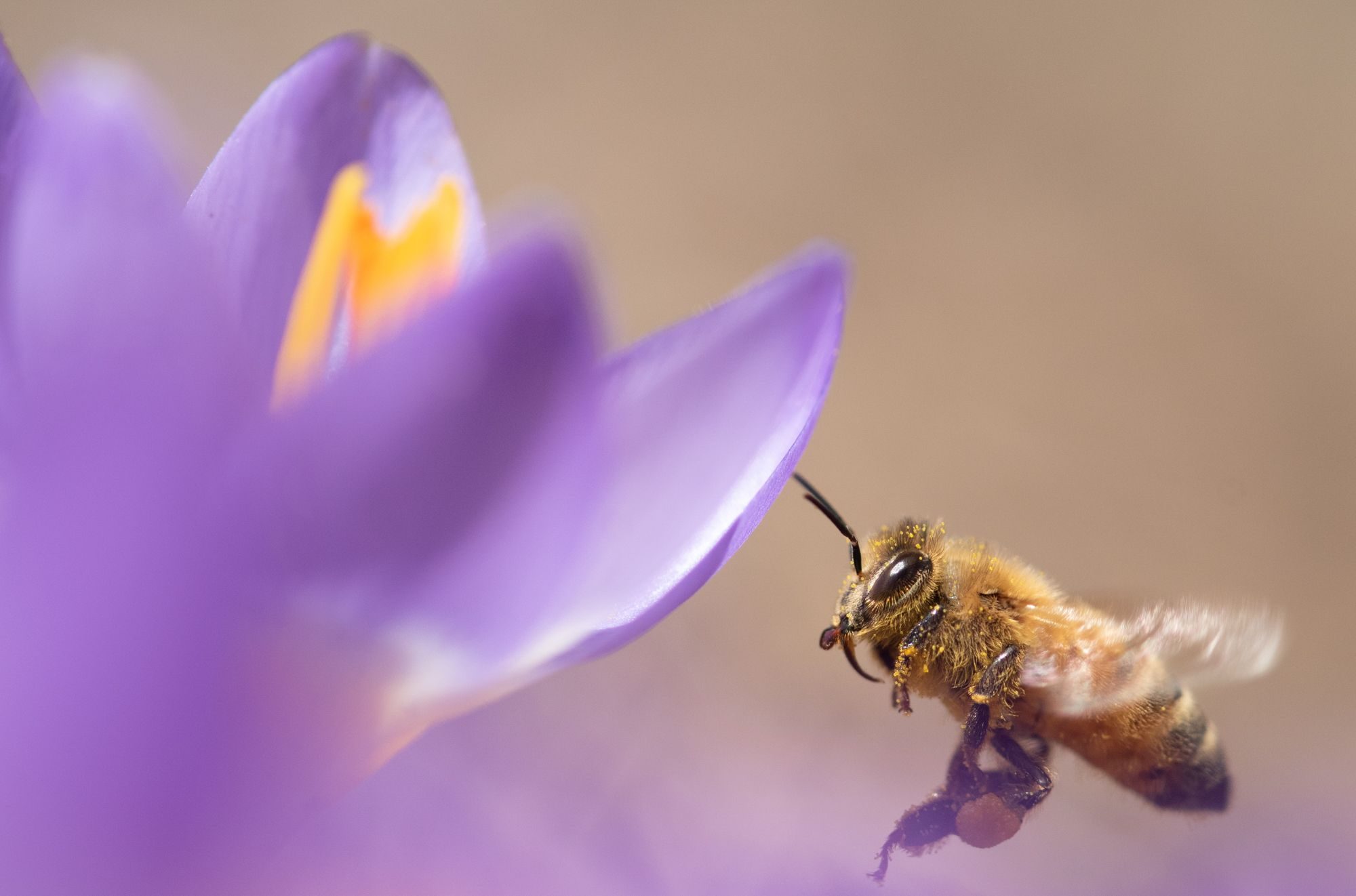 Wildlife photograph by Jonathan Enssle, finalist in the Shoot The Frame Wildlife photography award, May 2019