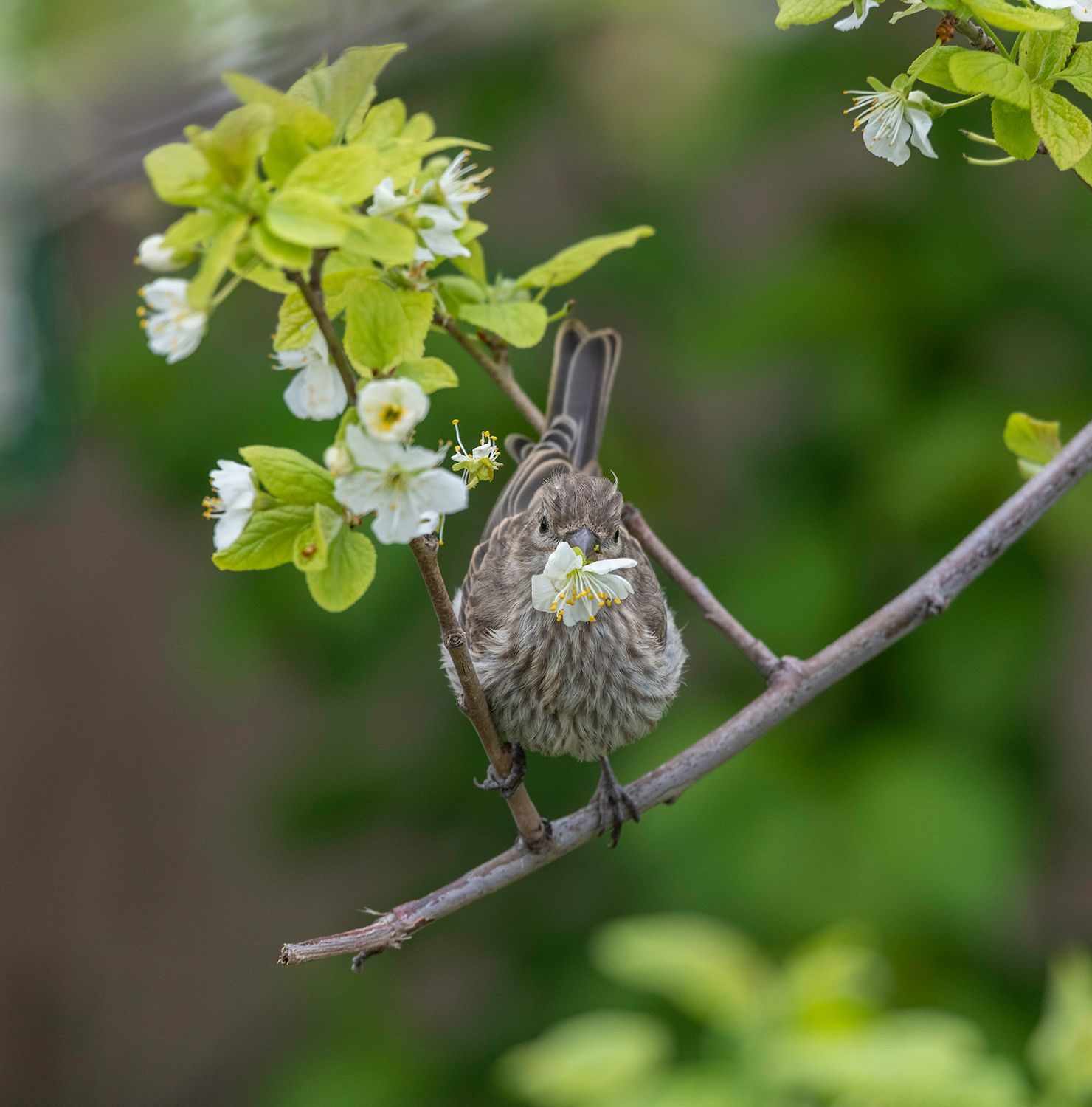 Wildlife photograph by Jake Mosher, finalist in the Shoot The Frame Wildlife photography award, June 2019