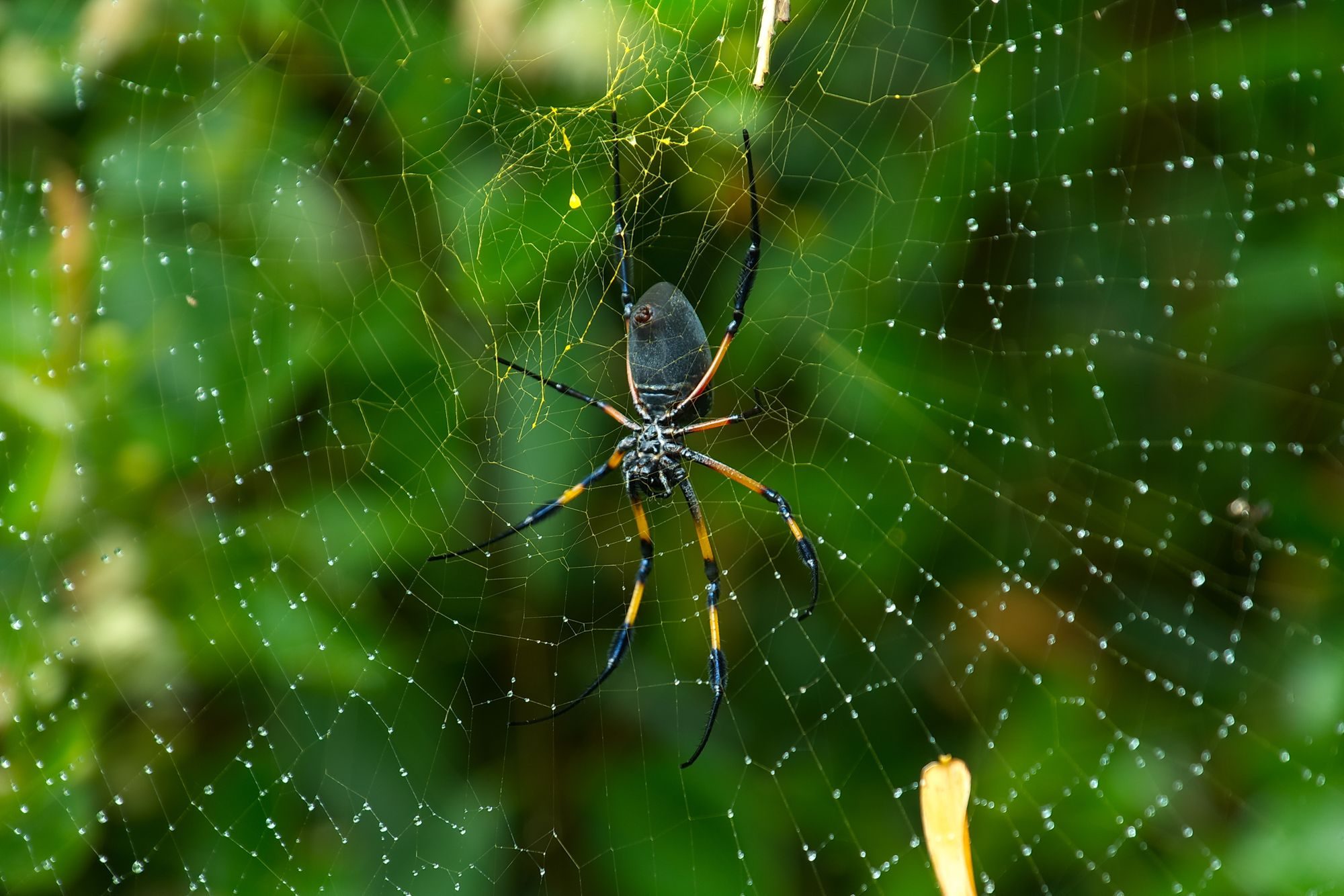 Wildlife photograph by Joachim Dehais, finalist in the Shoot The Frame Wildlife photography award, June 2019