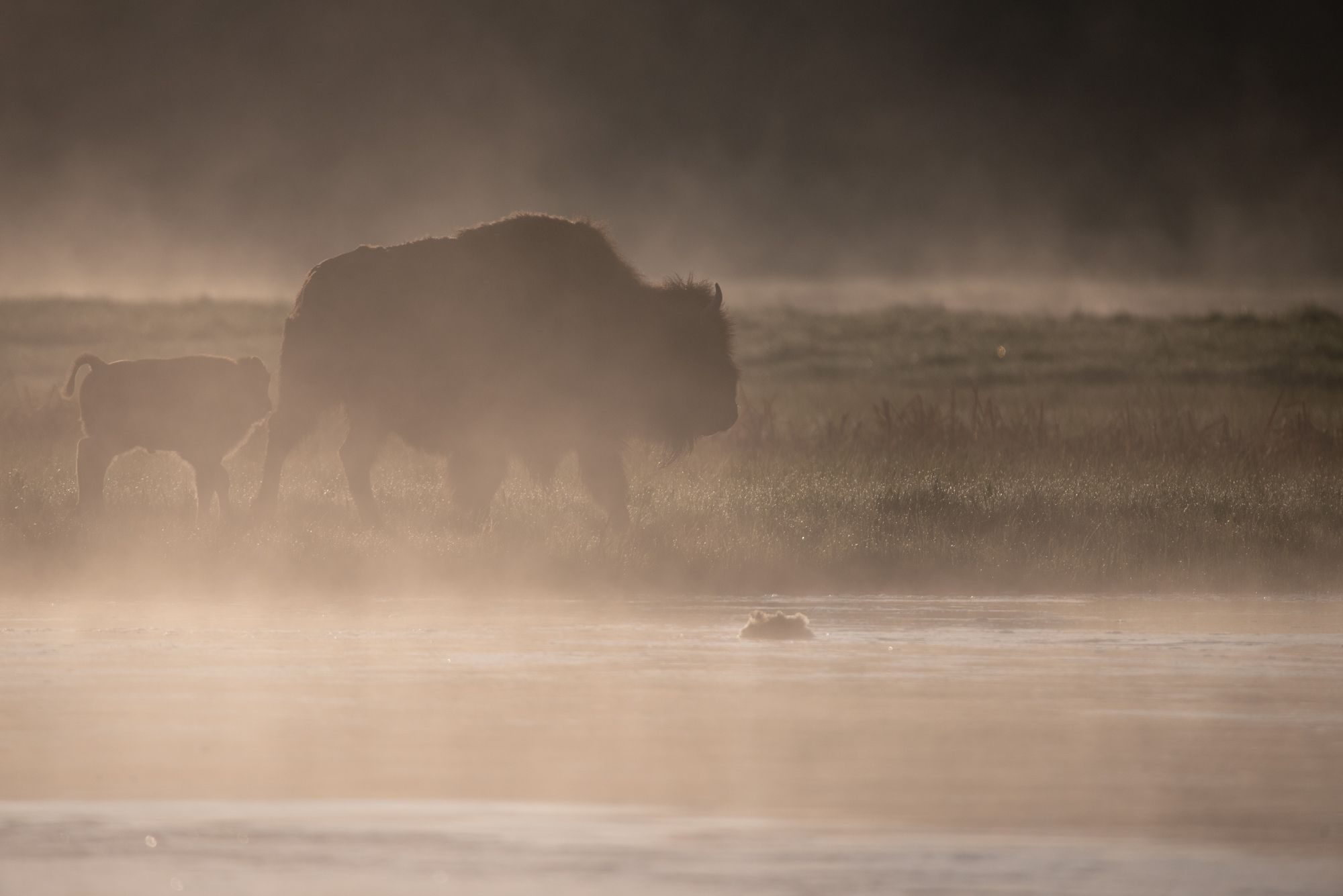 Wildlife photograph by Jonathan Enssle, finalist in the Shoot The Frame Wildlife photography award, June 2019