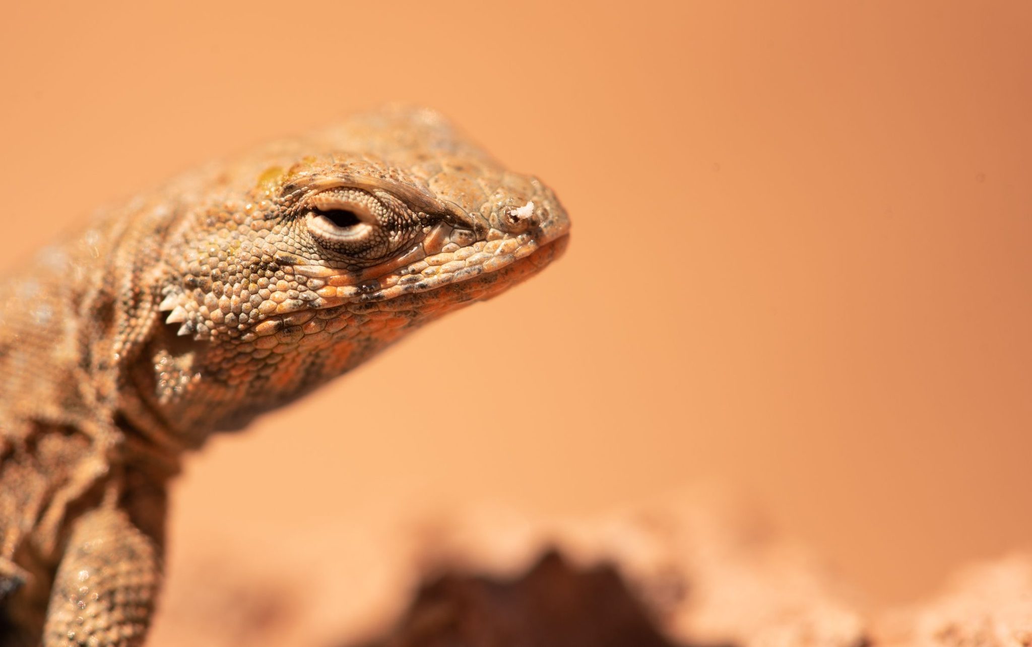 Wildlife photograph by Jonathan Enssle, finalist in the Shoot The Frame Wildlife photography award, June 2019