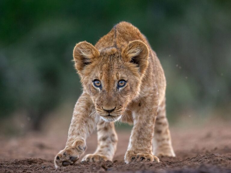 Wildlife photograph by Dave Atkinson, finalist in the Shoot The Frame Wildlife photography award, July 2019
