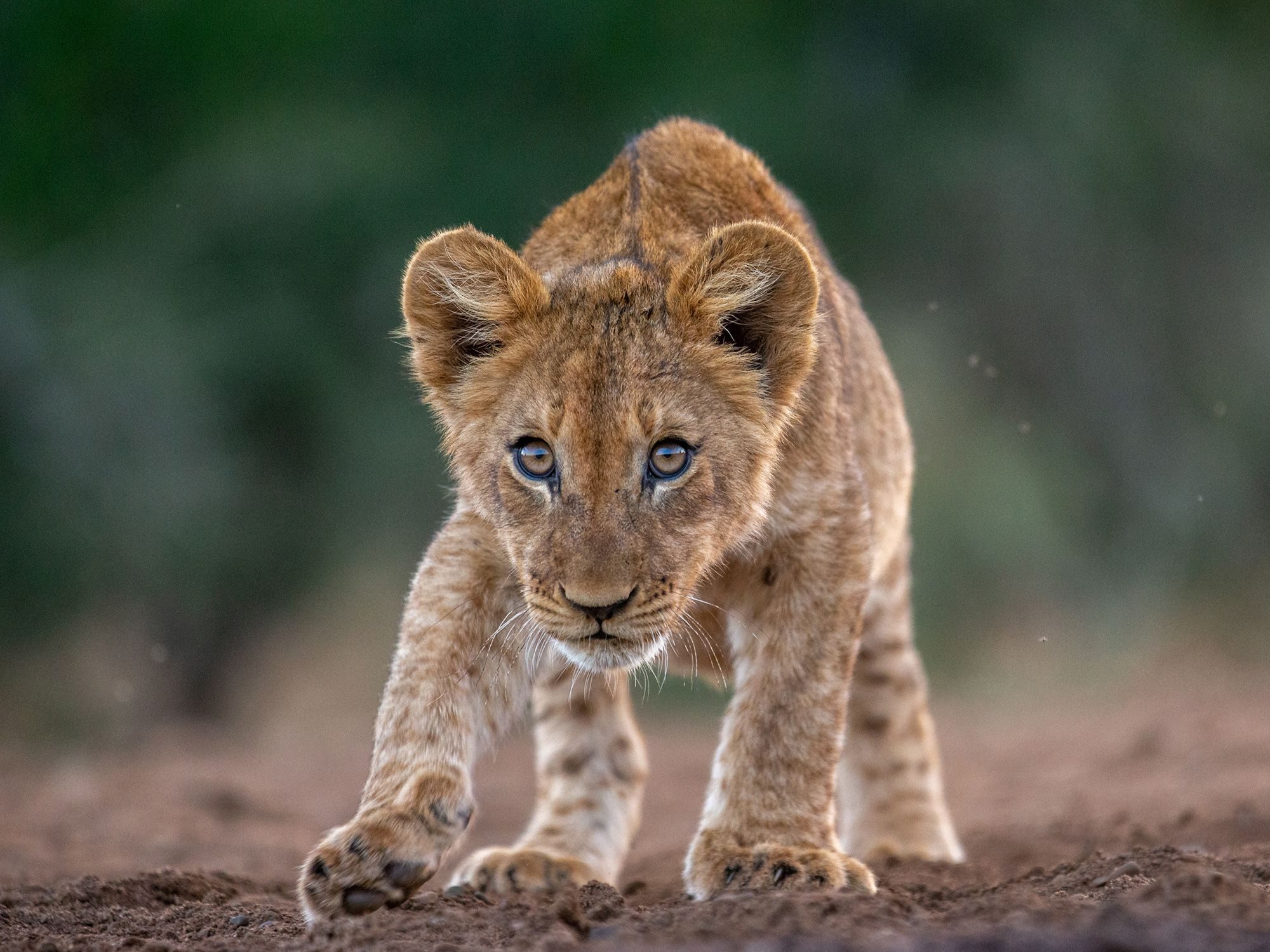 Wildlife photograph by Dave Atkinson, finalist in the Shoot The Frame Wildlife photography award, July 2019