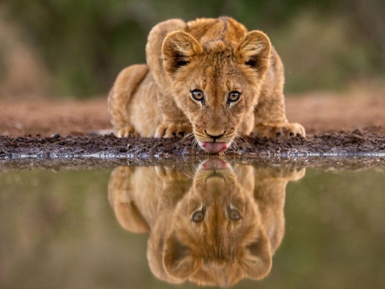 Wildlife photograph by Dave Atkinson, finalist in the Shoot The Frame Wildlife photography award, July 2019