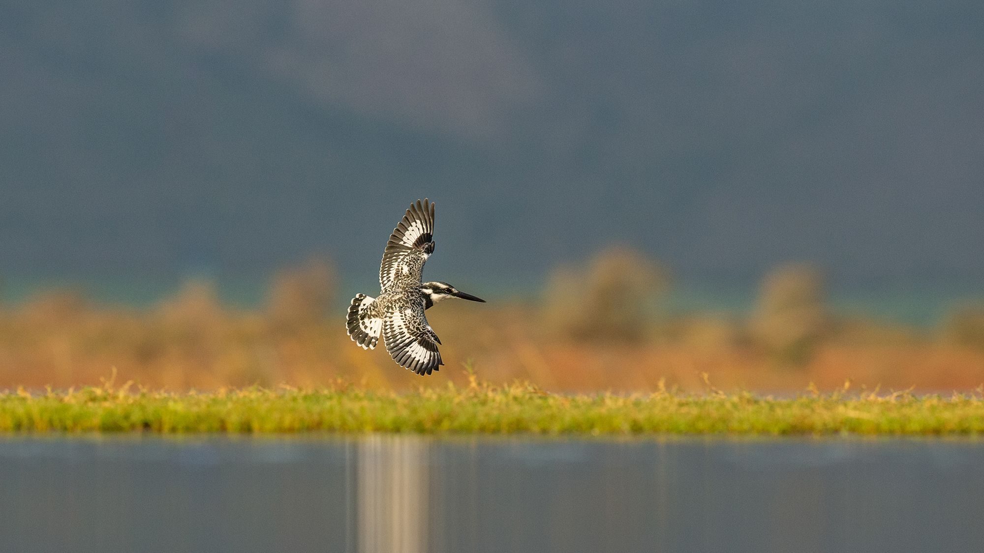 Wildlife photograph by Dave Atkinson, finalist in the Shoot The Frame Wildlife photography award, July 2019