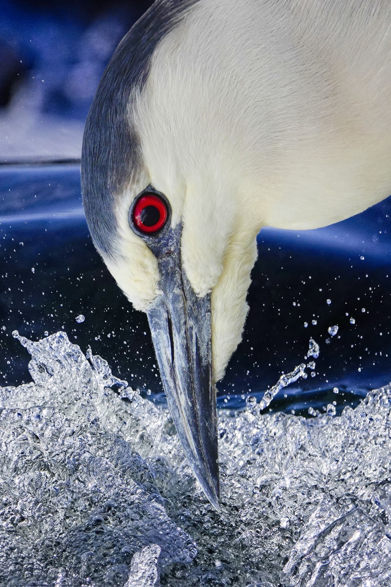Wildlife photograph by Maureen Ravnik, finalist in the Shoot The Frame Wildlife photography award, July 2019