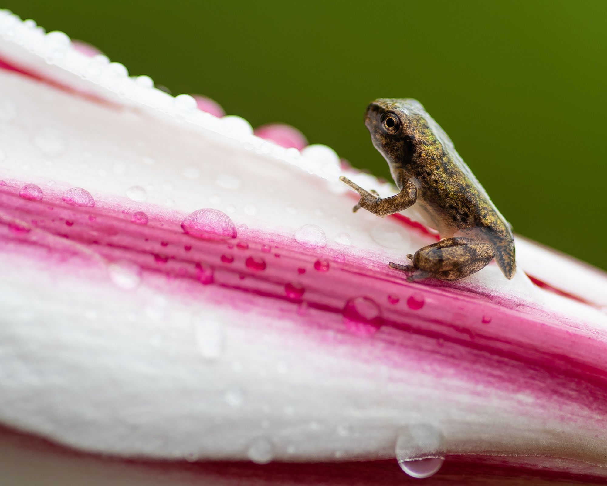 Wildlife photograph by Teresa Hunter, finalist in the Shoot The Frame Wildlife photography award, July 2019
