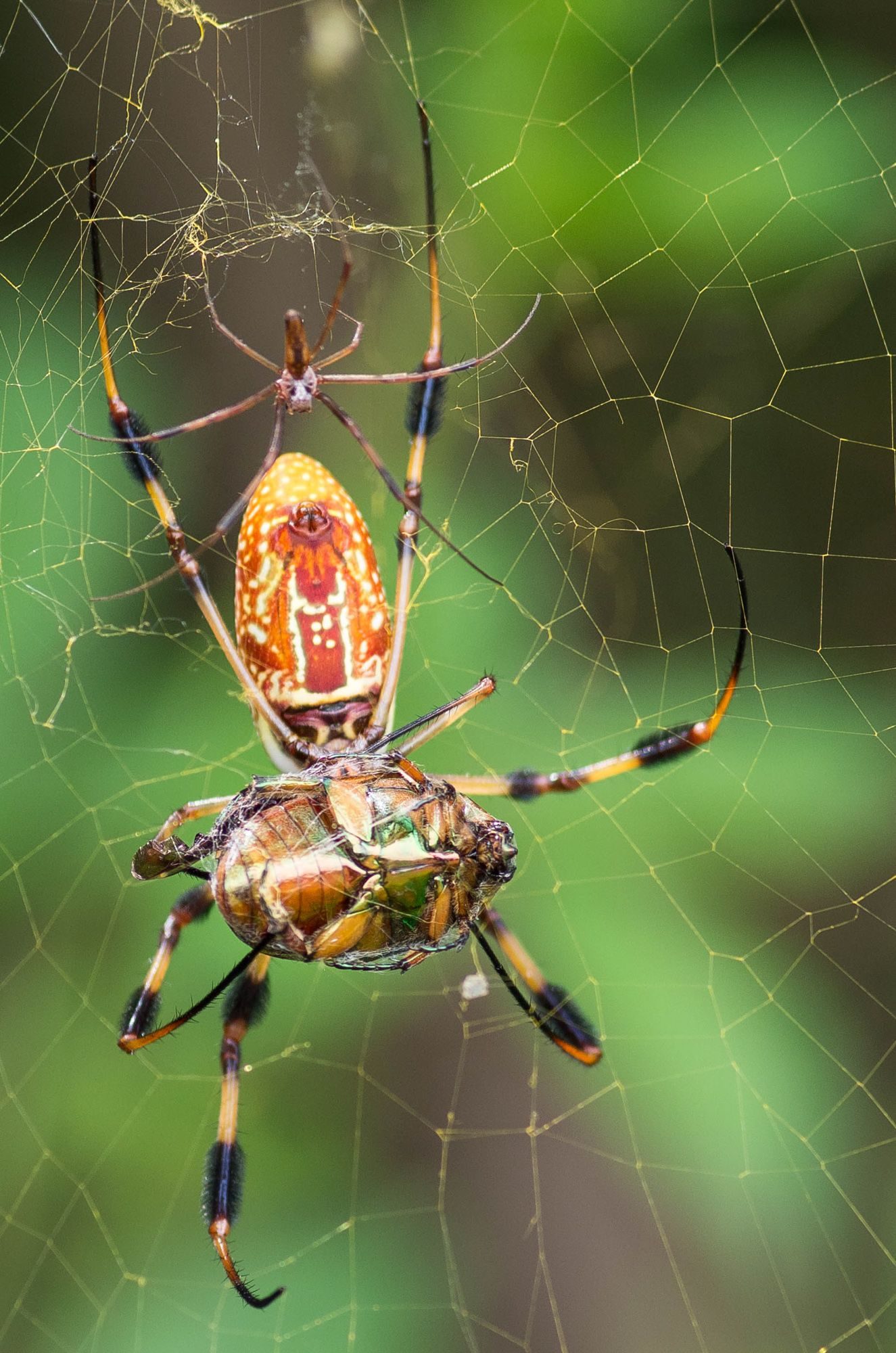 Wildlife photograph by Teresa Hunter, finalist in the Shoot The Frame Wildlife photography award, July 2019
