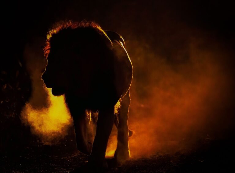 Wildlife photograph by Dave Atkinson, winner of the Shoot The Frame Wildlife photography award, July 2019