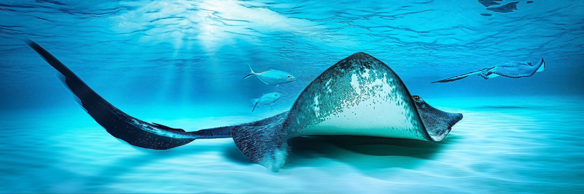 Wildlife photograph by Craig Bill, finalist in the Shoot The Frame Wildlife photography award, August 2019