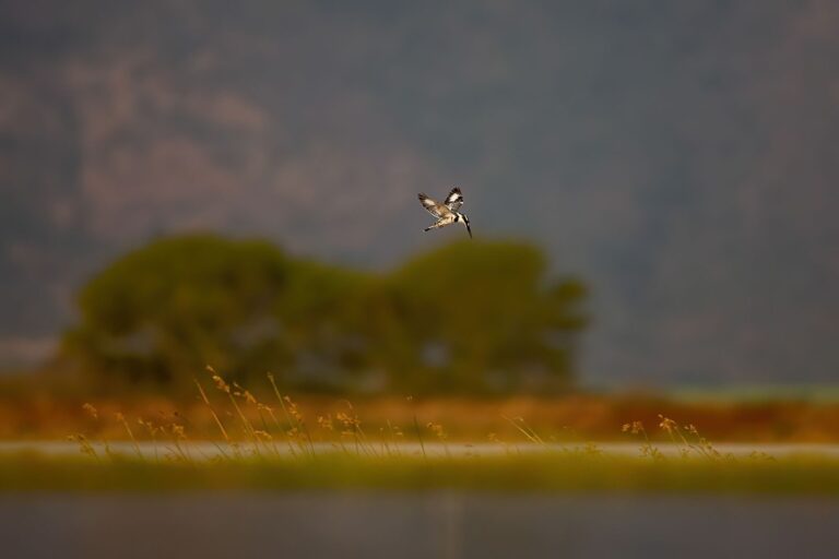 Wildlife photograph by Dave Atkinson, finalist in the Shoot The Frame Wildlife photography award, August 2019