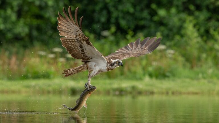 Wildlife photograph by Dave Atkinson, finalist in the Shoot The Frame Wildlife photography award, August 2019