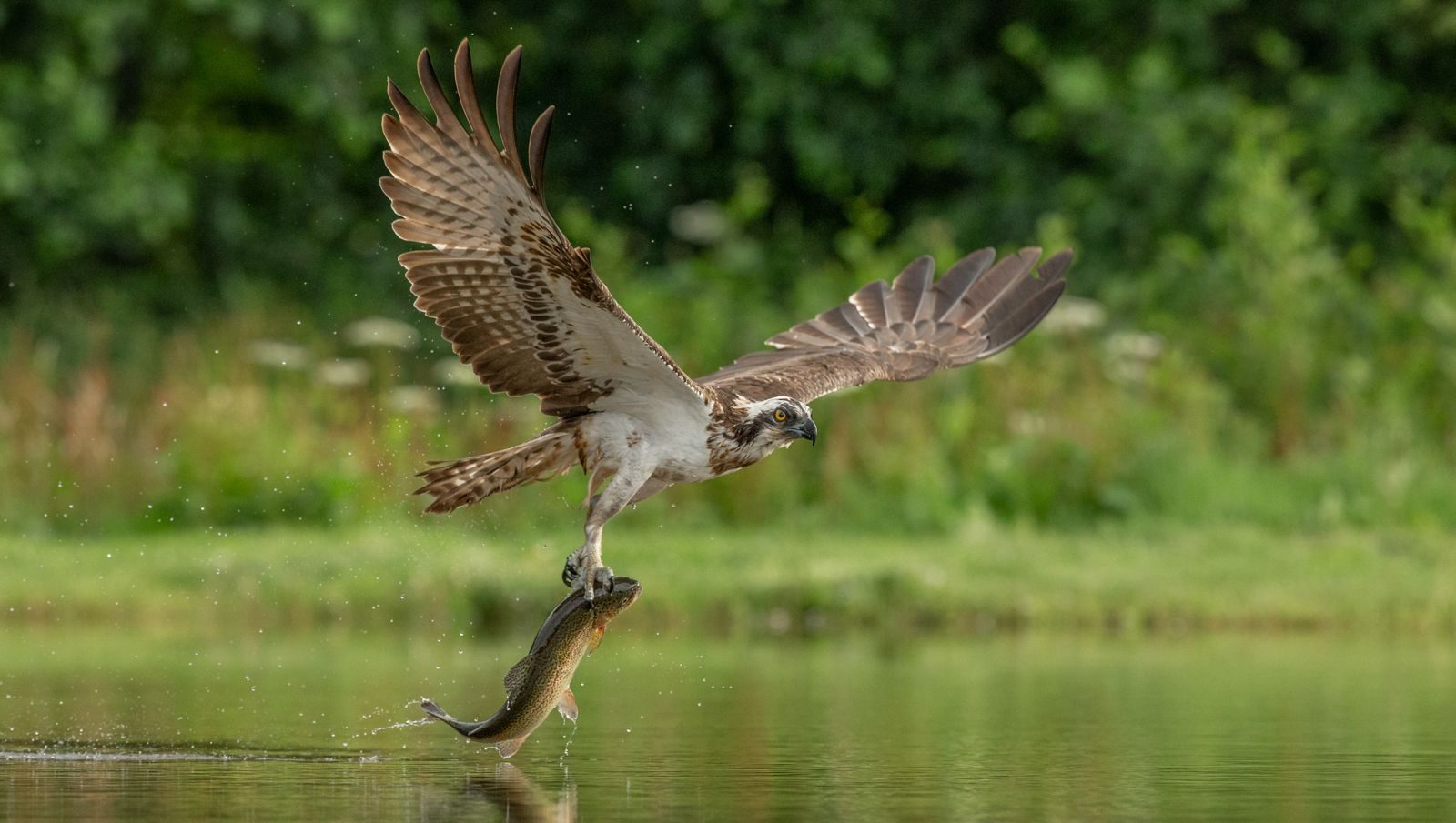 Wildlife photograph by Dave Atkinson, finalist in the Shoot The Frame Wildlife photography award, August 2019