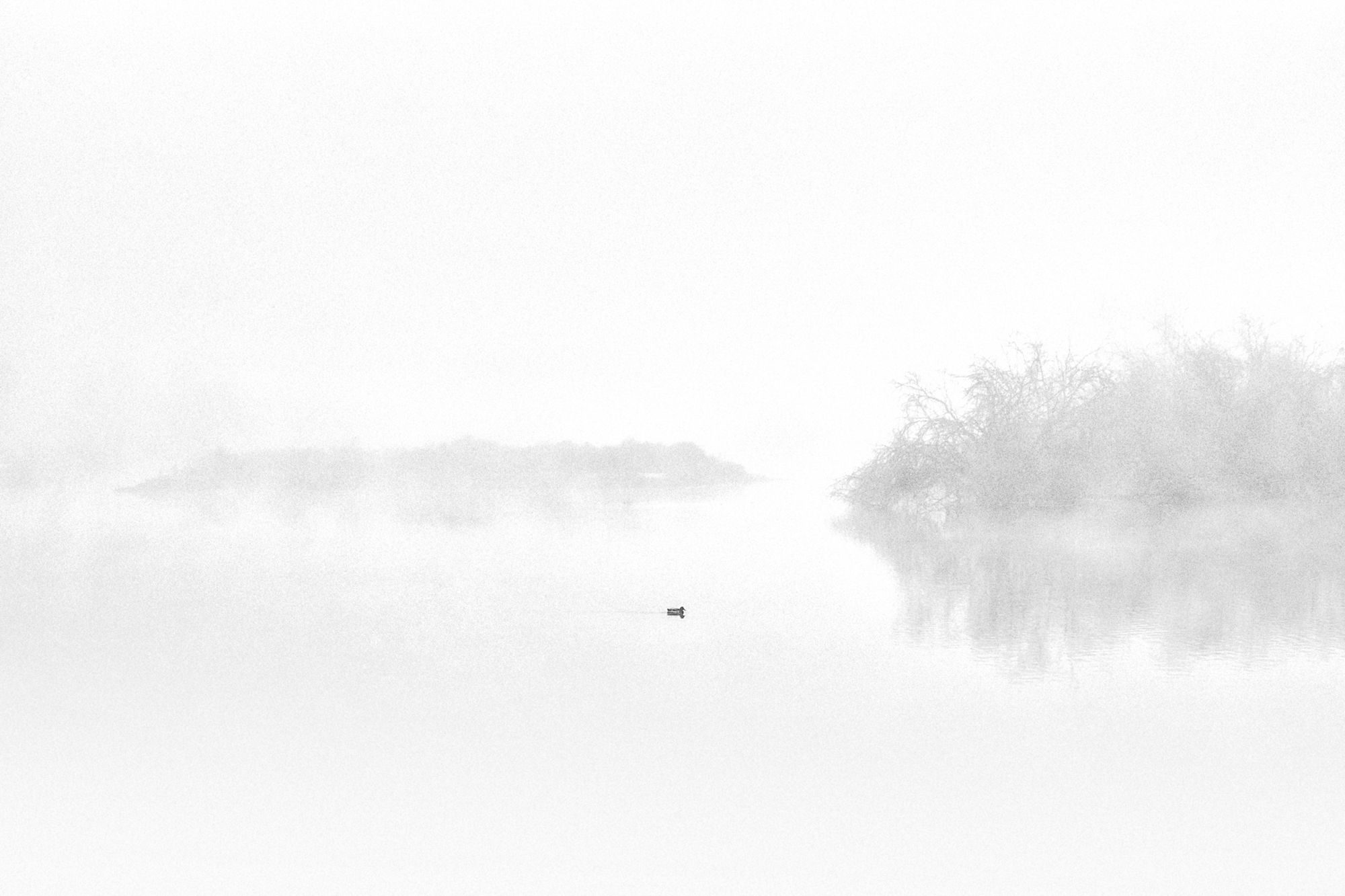 Wildlife photograph by Jaime Mezquida, finalist in the Shoot The Frame Wildlife photography award, August 2019