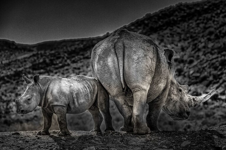 Wildlife photograph by Joke de Jager, finalist in the Shoot The Frame Wildlife photography award, August 2019
