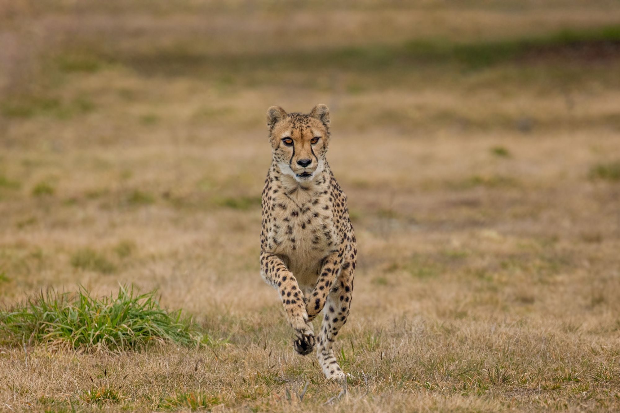 Wildlife photograph by Kim Free, finalist in the Shoot The Frame Wildlife photography award, August 2019