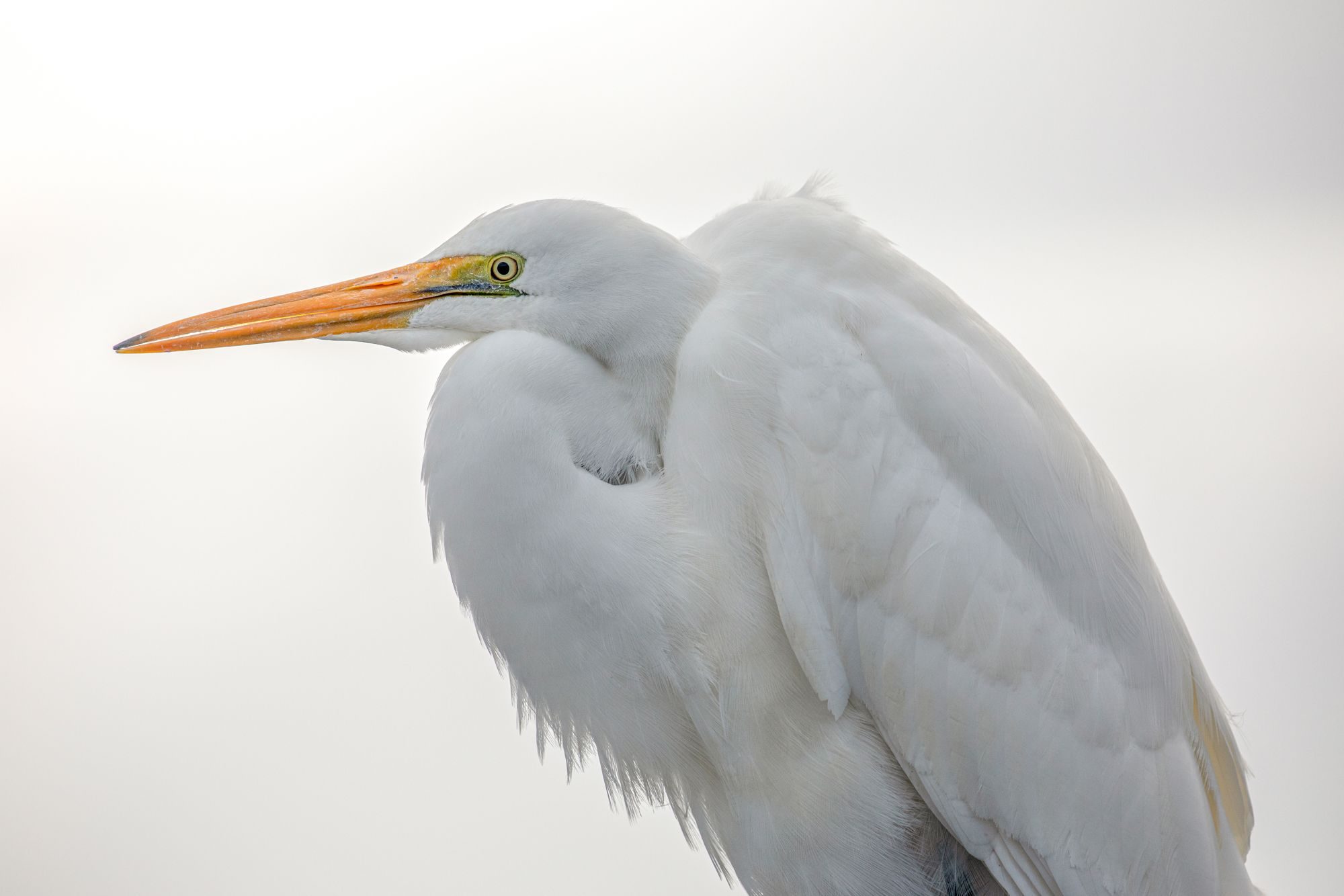 Wildlife photograph by Kim Free, finalist in the Shoot The Frame Wildlife photography award, August 2019