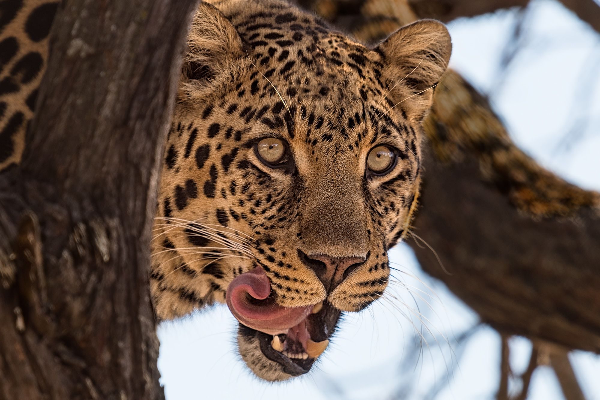 Wildlife photograph by Alan Jonker, finalist in the Shoot The Frame Wildlife photography award, September 2019