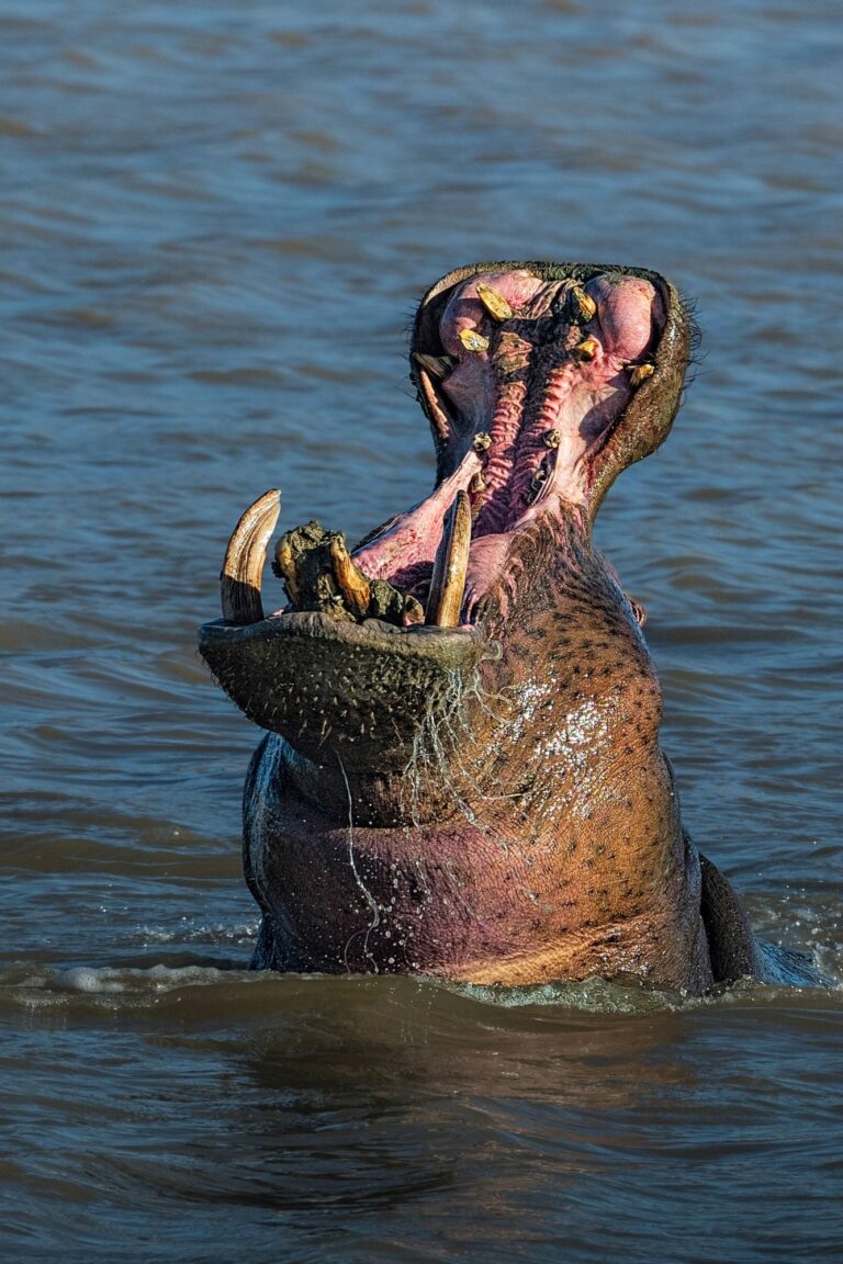 Wildlife photograph by Alan Jonker, finalist in the Shoot The Frame Wildlife photography award, September 2019