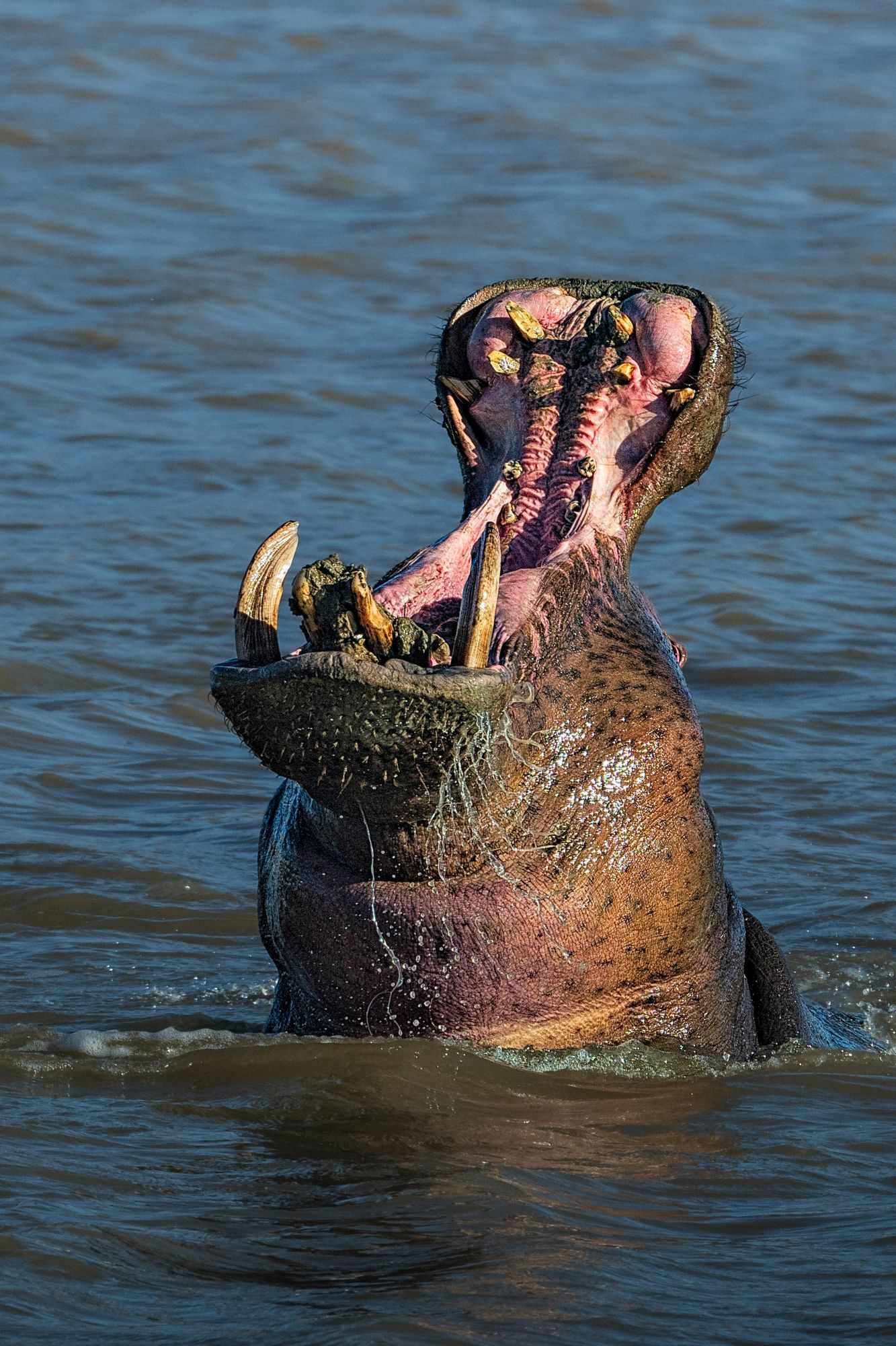 Wildlife photograph by Alan Jonker, finalist in the Shoot The Frame Wildlife photography award, September 2019