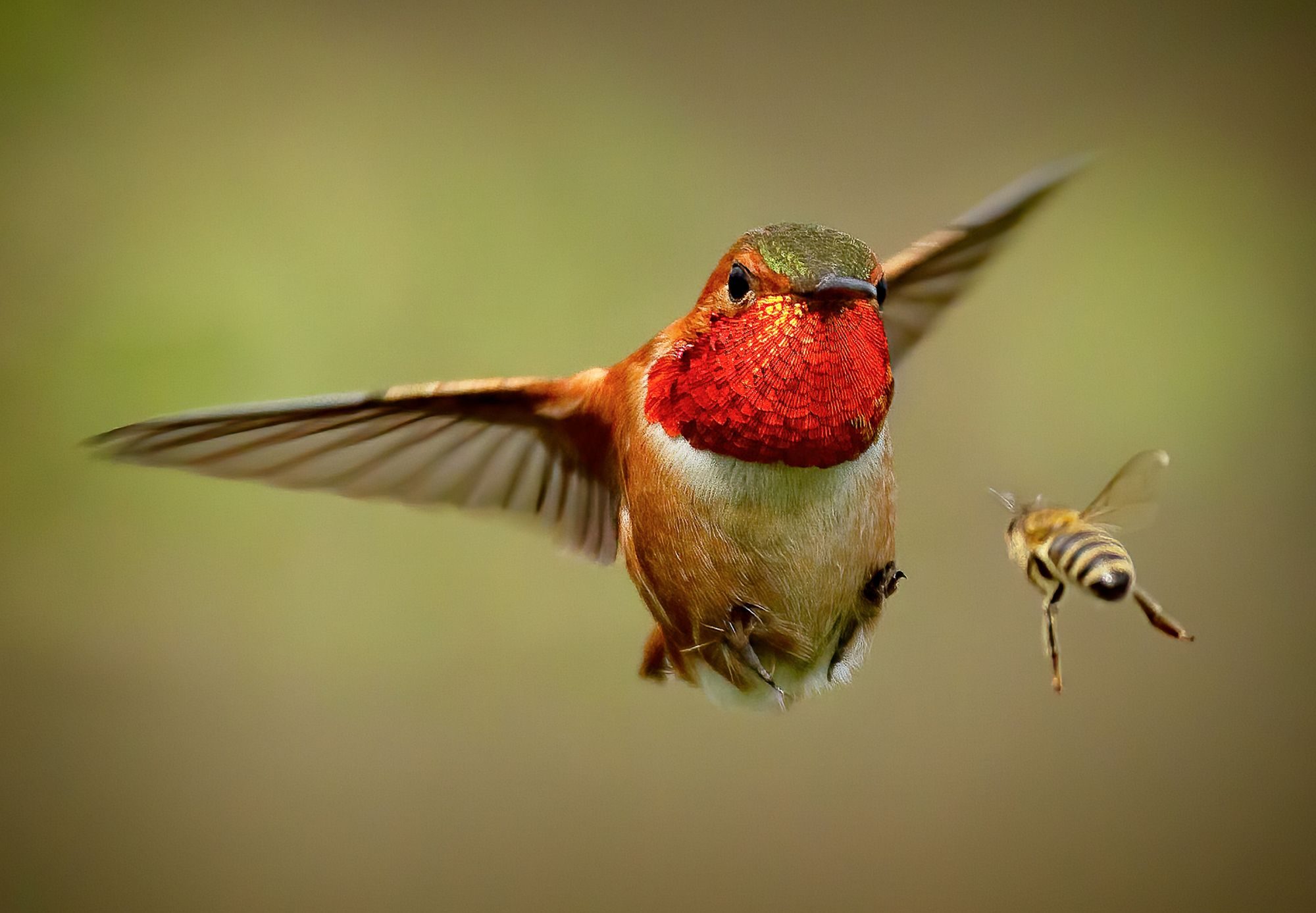 Wildlife photograph by Sheldon Bilsker, finalist in the Shoot The Frame Wildlife photography award, September 2019
