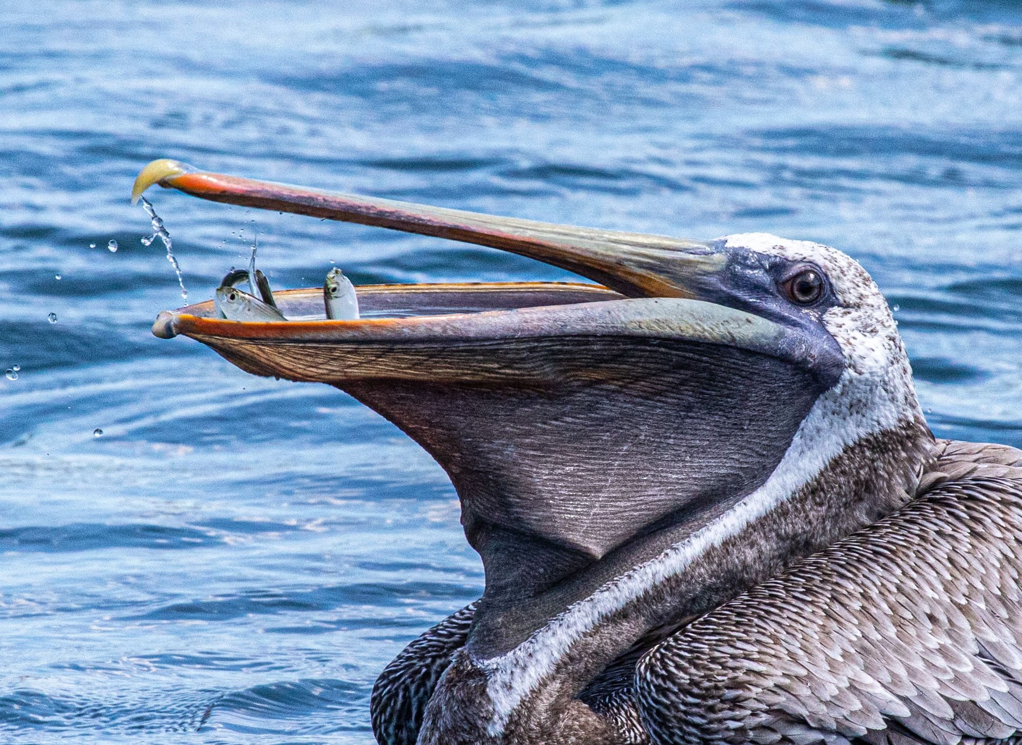 Wildlife photograph by Timothy Smith, finalist in the Shoot The Frame Wildlife photography award, September 2019