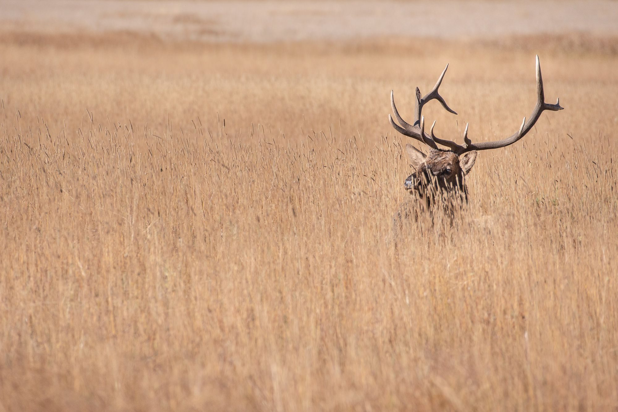 Wildlife photograph by Sisel Lan, winner of the Shoot The Frame Wildlife photography award, September 2019