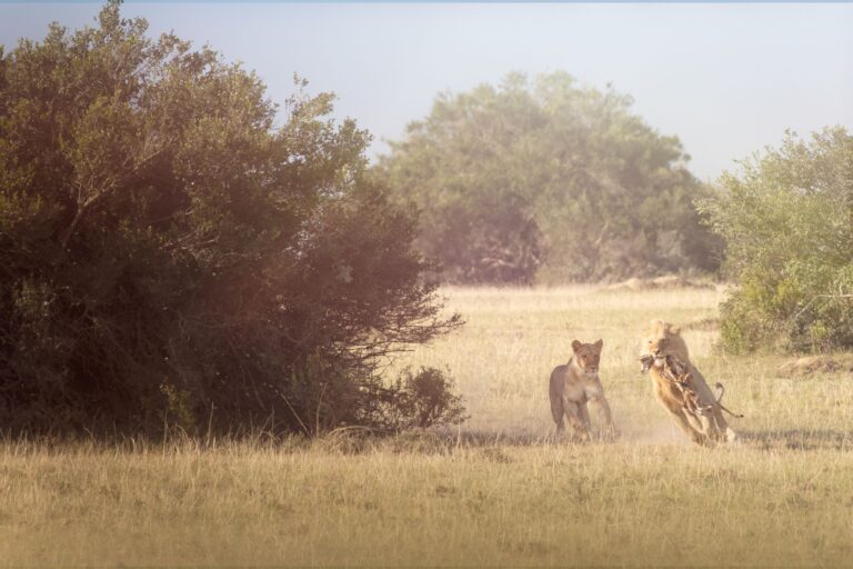 Wildlife photograph by James Striffler-Perkins, finalist in the Shoot The Frame Wildlife photography award, October 2019