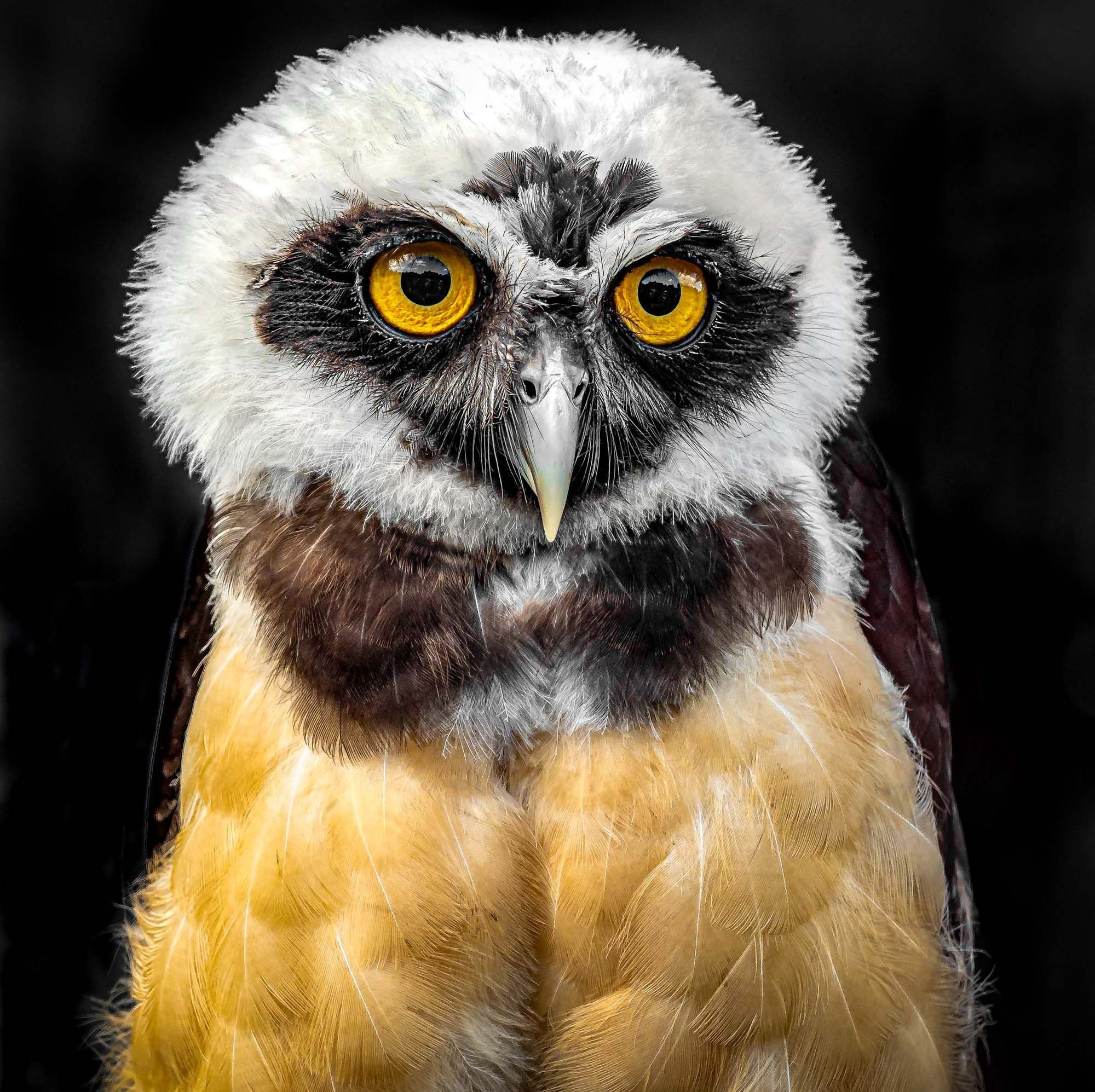 Wildlife photograph by Sandra Belitza-Vazquez, finalist in the Shoot The Frame Wildlife photography award, October 2019