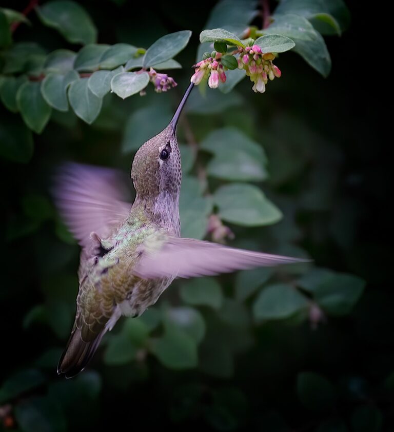 Wildlife photograph by Sheldon Bilsker, finalist in the Shoot The Frame Wildlife photography award, October 2019