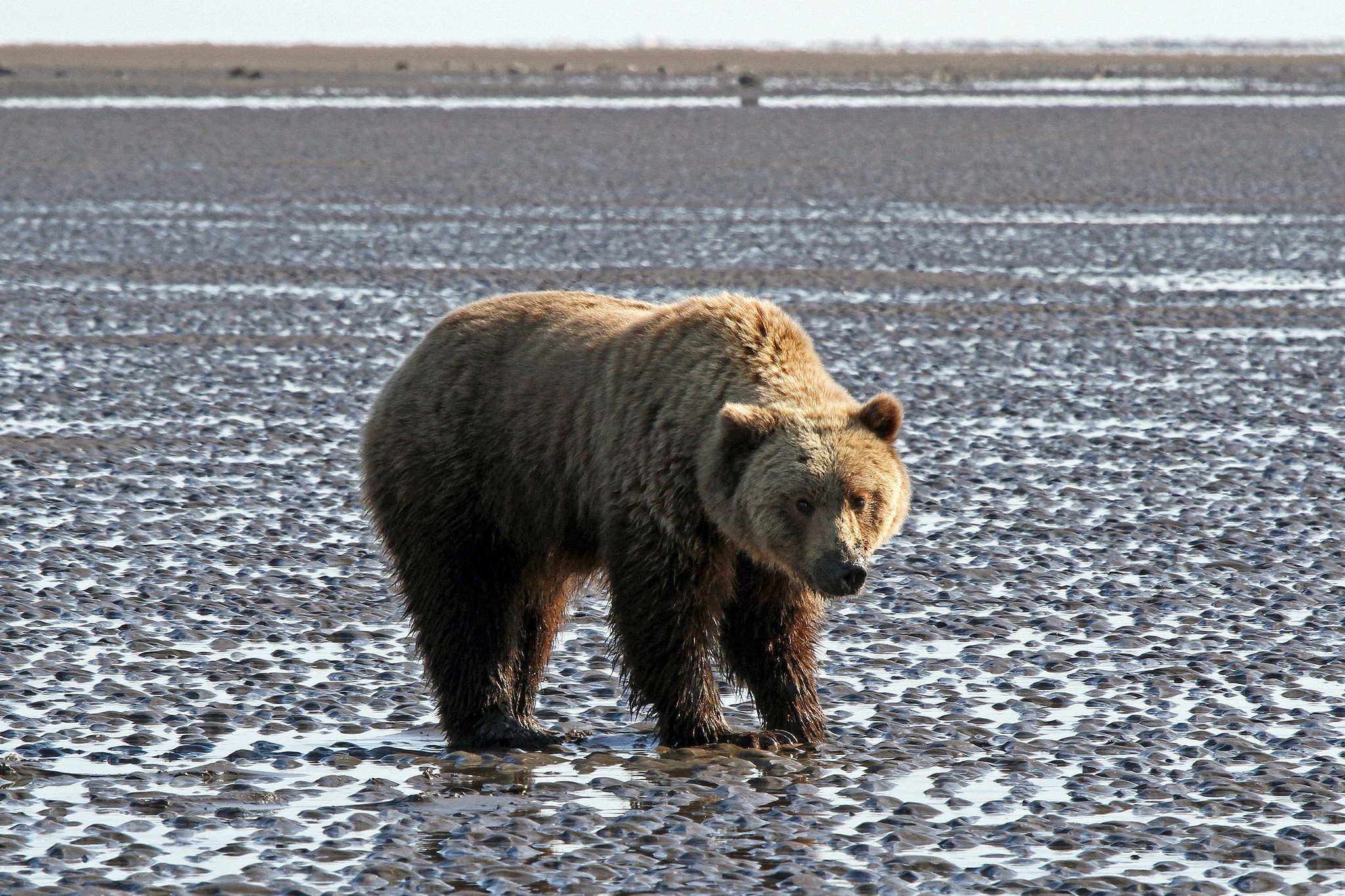 Wildlife photograph by Kathy Brady, finalist in the Shoot The Frame Wildlife photography award, November 2019