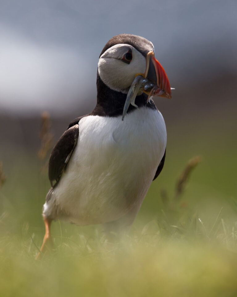 Wildlife photograph by Michael Gabbert, finalist in the Shoot The Frame Wildlife photography award, November 2019