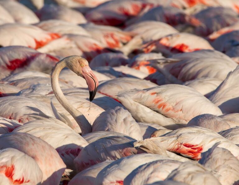 Wildlife photograph by Michael Gabbert, finalist in the Shoot The Frame Wildlife photography award, November 2019