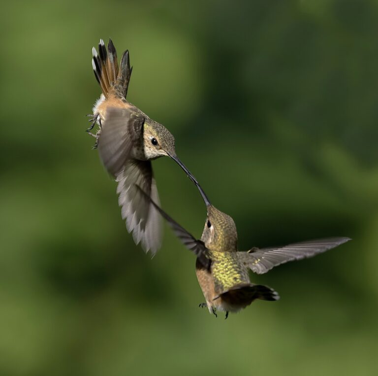 Wildlife photograph by Sheldon Bilsker, finalist in the Shoot The Frame Wildlife photography award, November 2019