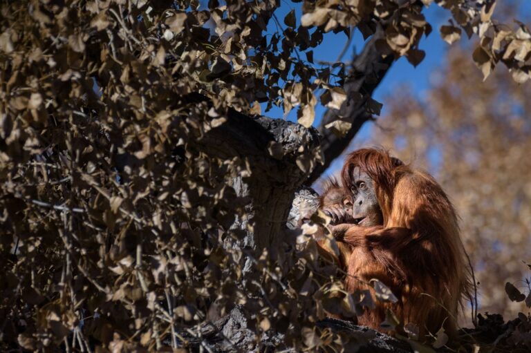 Wildlife photograph by Sisel Lan, finalist in the Shoot The Frame Wildlife photography award, November 2019