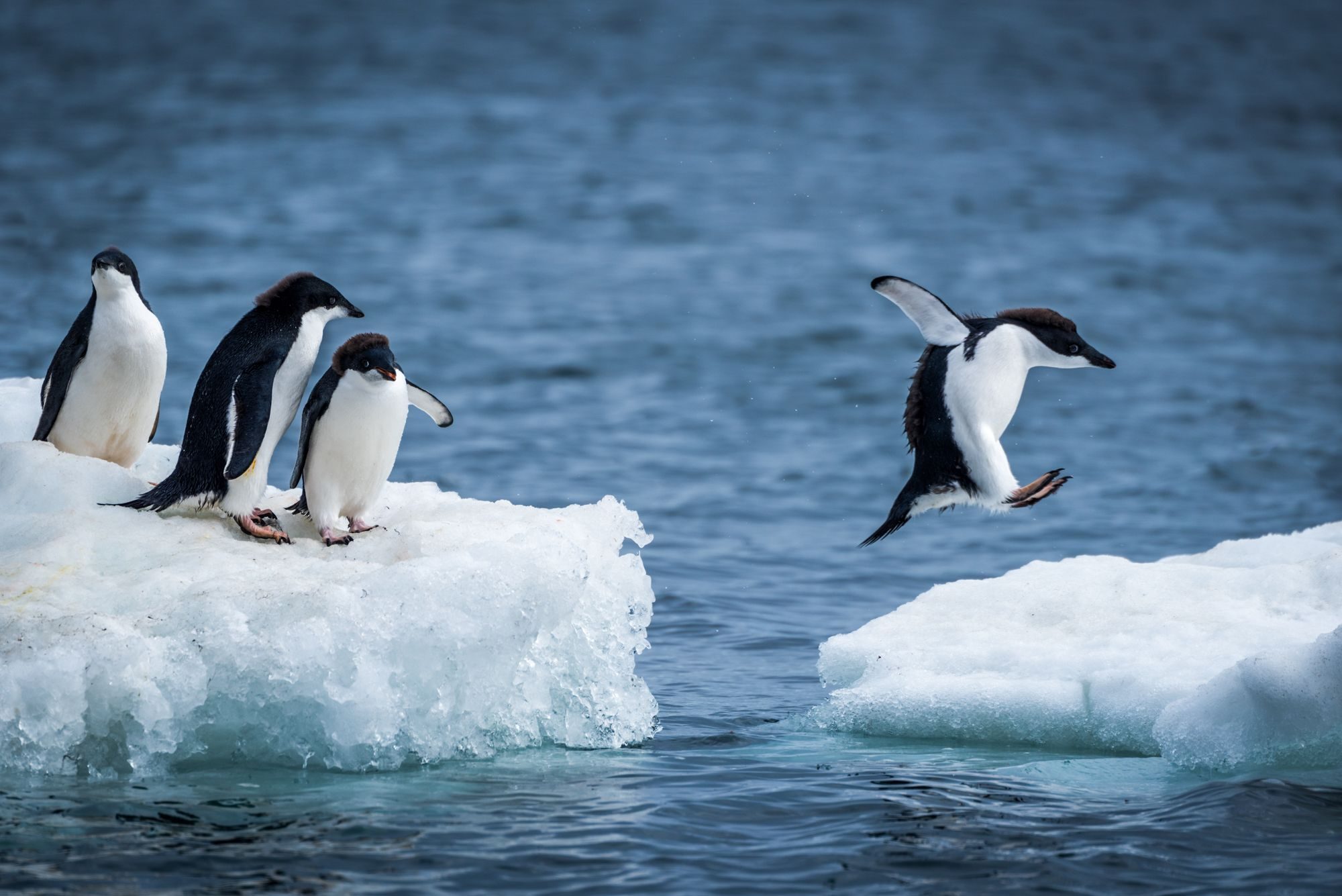 Wildlife photograph by Nick Dale, finalist in the Shoot The Frame Wildlife photography award, December 2019