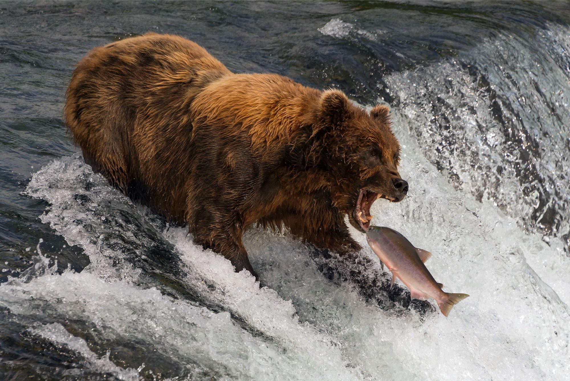 Wildlife photograph by Nick Dale, finalist in the Shoot The Frame Wildlife photography award, December 2019