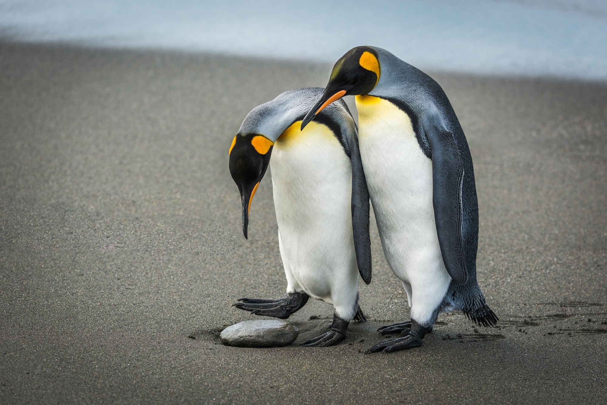 Wildlife photograph by Nick Dale, finalist in the Shoot The Frame Wildlife photography award, December 2019