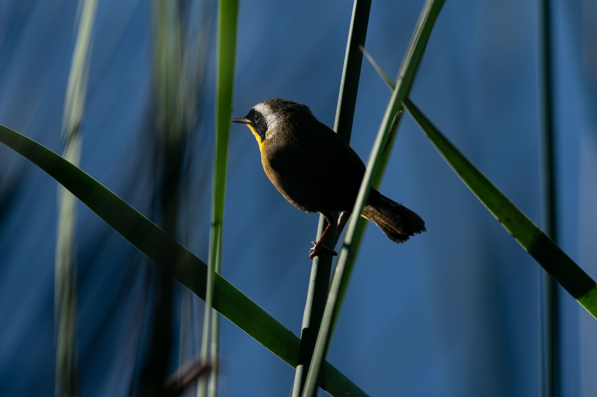 Wildlife photograph by Tari Fowler, finalist in the Shoot The Frame Wildlife photography award, December 2019