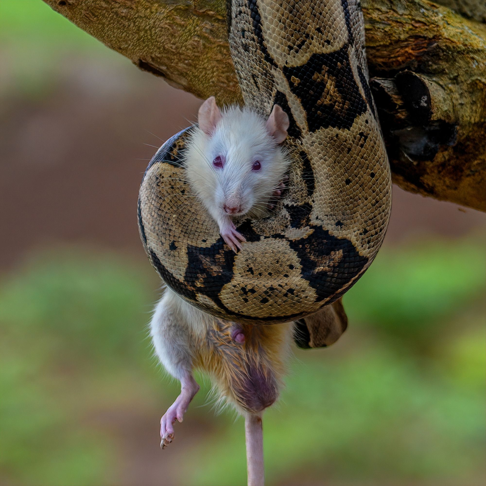 Wildlife photograph by ChanOnn Fong, winner of the Shoot The Frame Wildlife photography award, December 2019