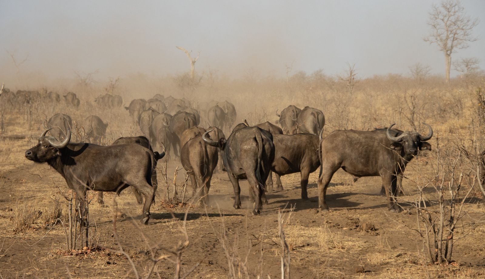 Wildlife photograph by Deborah Milton, finalist in the Shoot The Frame Wildlife photography award, January 2020