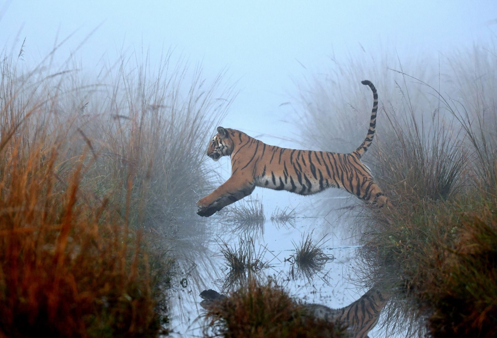 Wildlife photograph by Deep Rajwar, finalist in the Shoot The Frame Wildlife photography award, January 2020