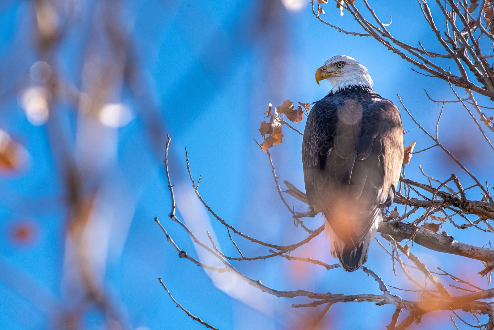 Wildlife photograph by Sisel Lan, finalist in the Shoot The Frame Wildlife photography award, January 2020