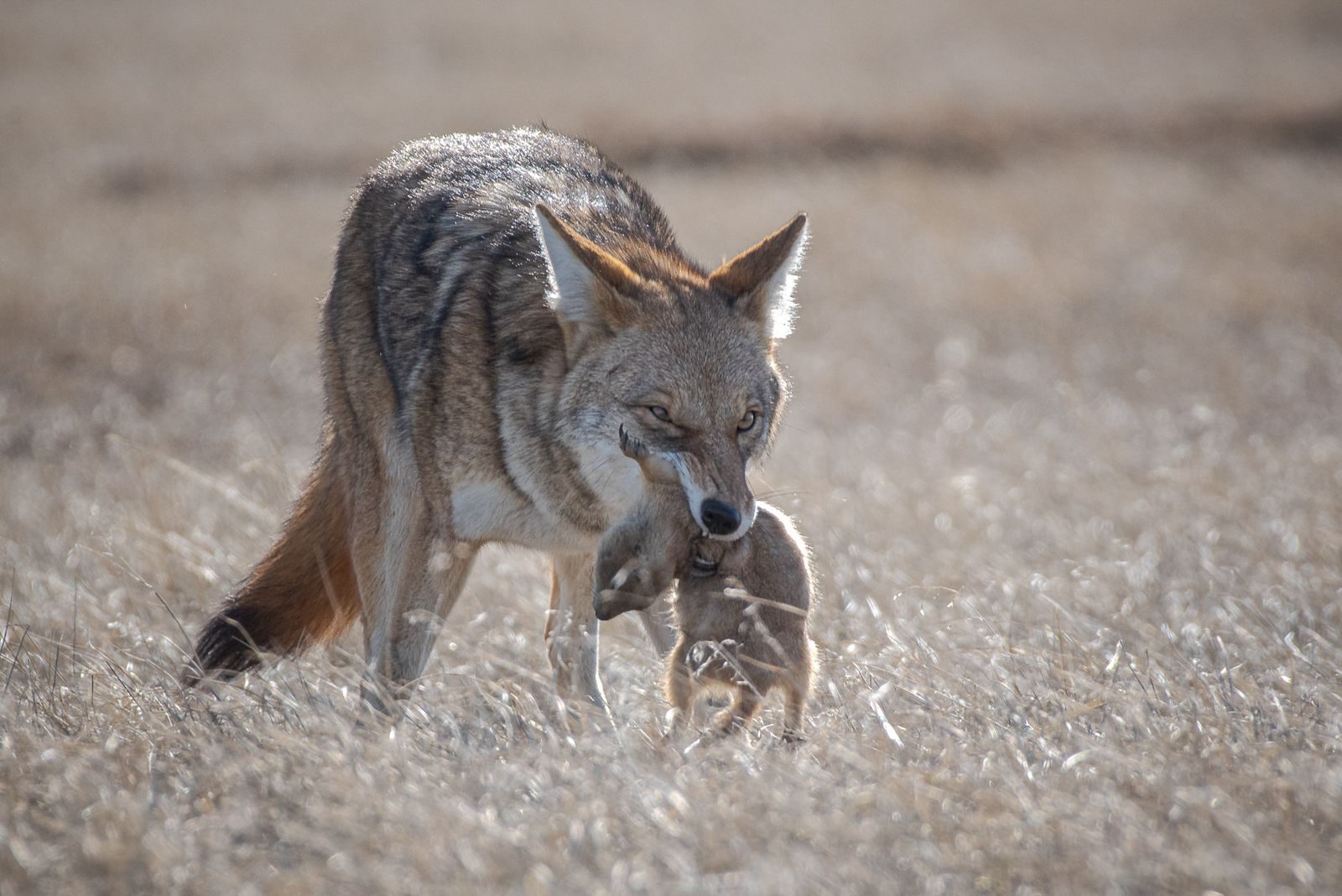 Wildlife photograph by Sisel Lan, finalist in the Shoot The Frame Wildlife photography award, January 2020