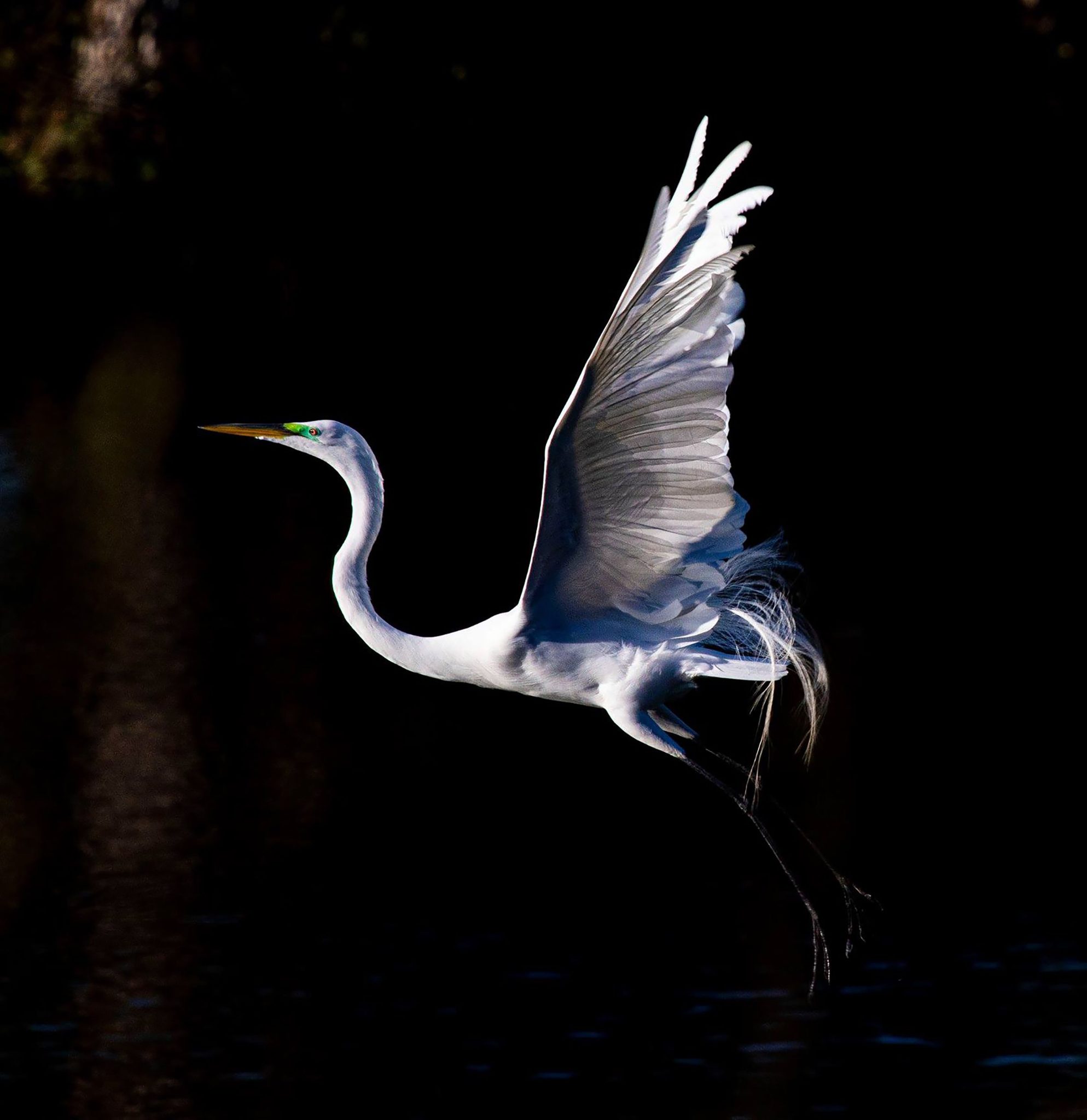 Wildlife photograph by Timothy Smith, finalist in the Shoot The Frame Wildlife photography award, January 2020