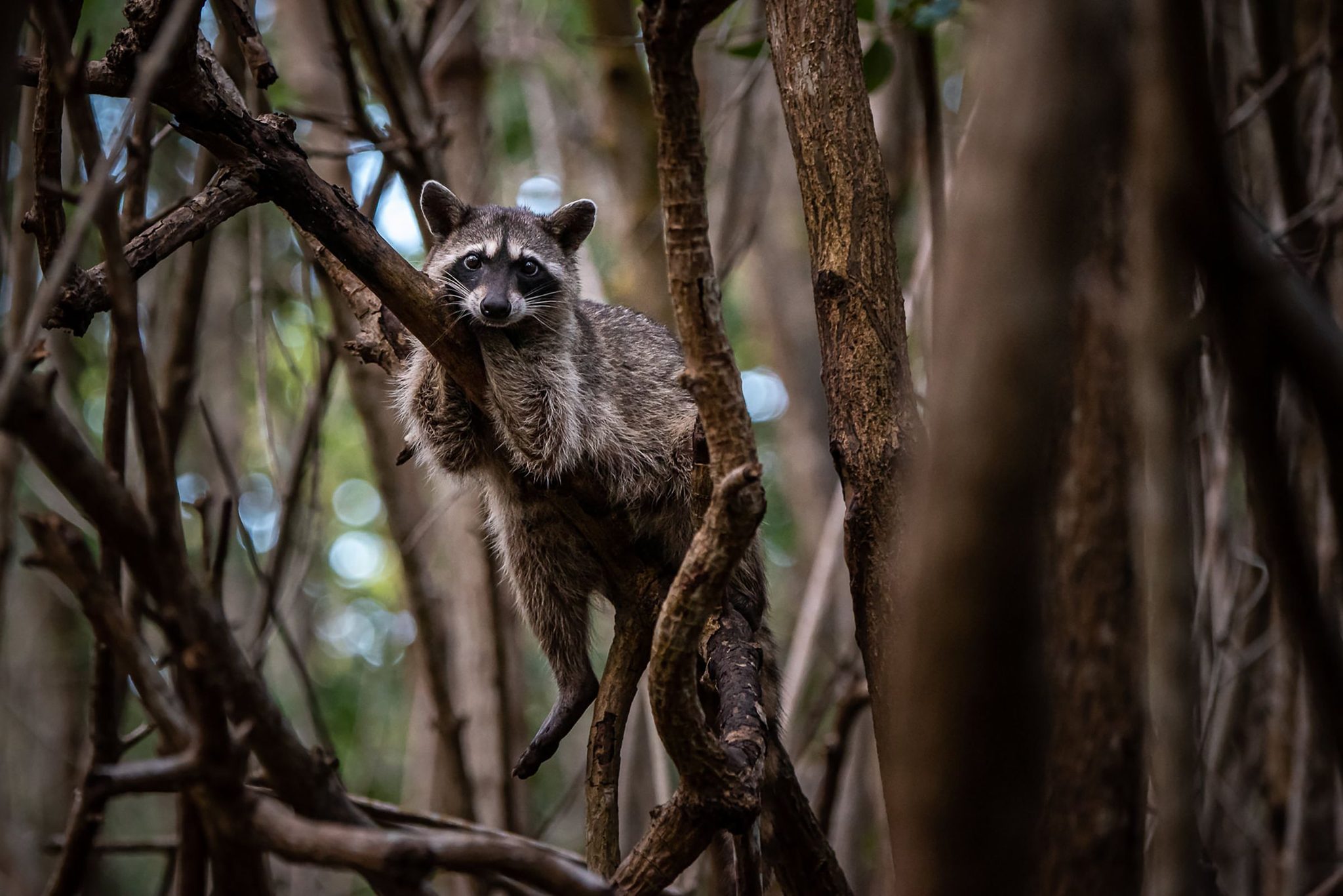 Wildlife photograph by Sisel Lan, winner of the Shoot The Frame Wildlife photography award, January 2020
