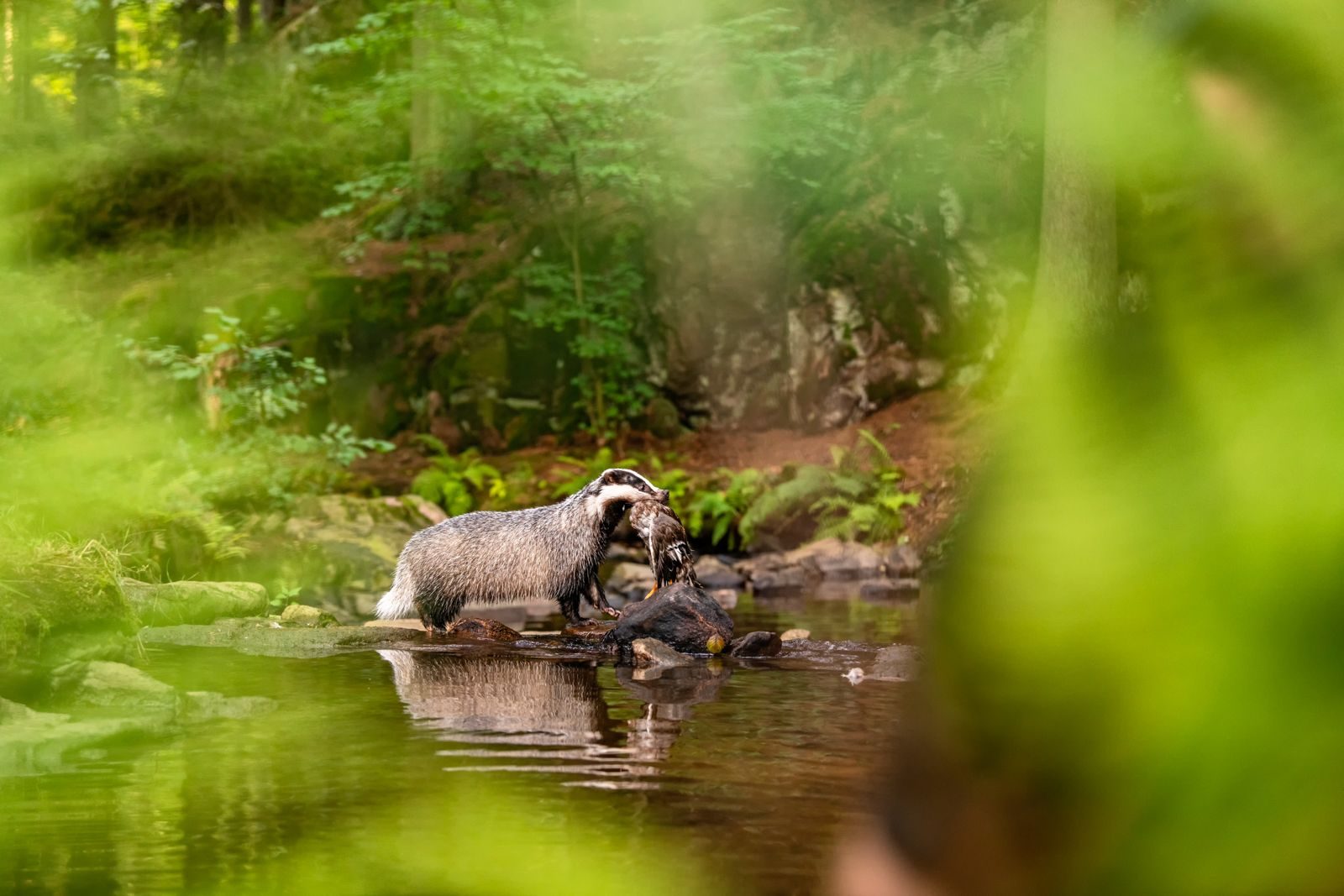 Wildlife photograph by Lukas Zeman, finalist in the Shoot The Frame Wildlife photography award, February 2020
