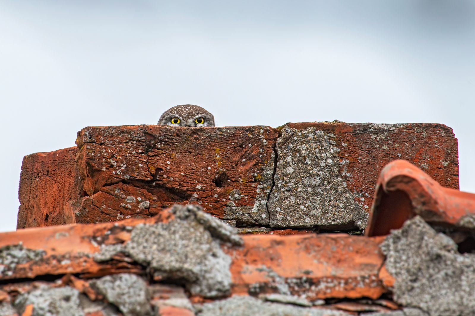 Wildlife photograph by Lukas Zeman, finalist in the Shoot The Frame Wildlife photography award, February 2020